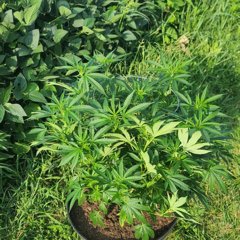 Gorilla Glue growlog timeline photo