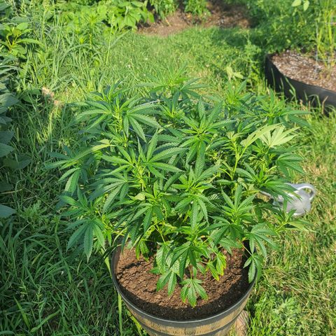 Gorilla Glue growlog timeline photo