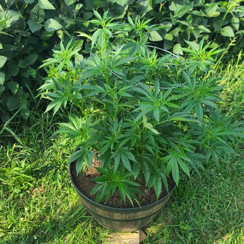 Gorilla Glue growlog timeline photo
