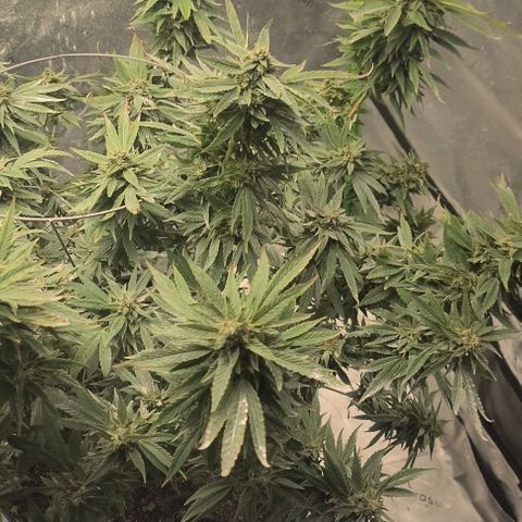 Gorilla Glue growlog timeline photo
