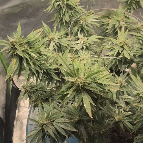 Gorilla Glue growlog timeline photo