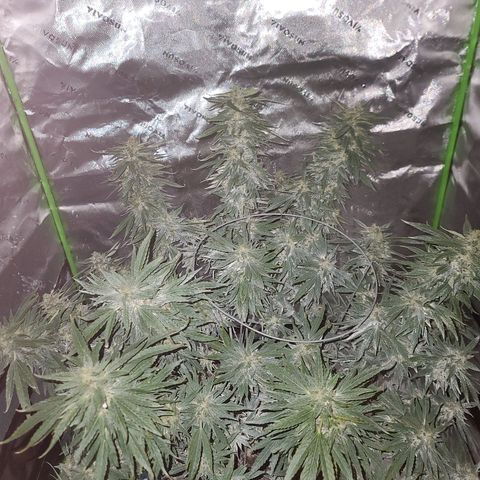 Gorilla Glue growlog timeline photo