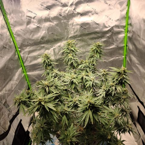 Gorilla Glue growlog timeline photo