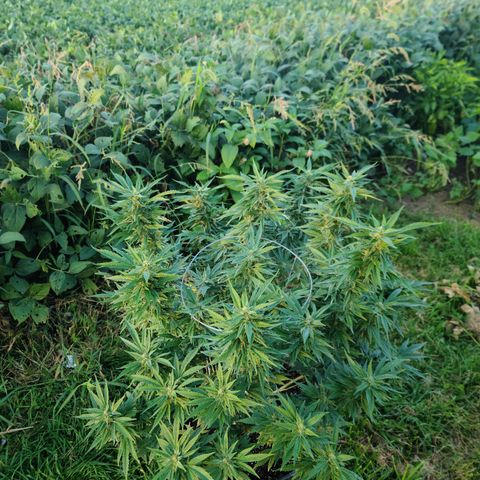 Gorilla Glue growlog photo: Last pictures before bringing inside