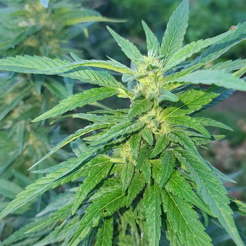 Gorilla Glue growlog photo: Last pictures before bringing inside