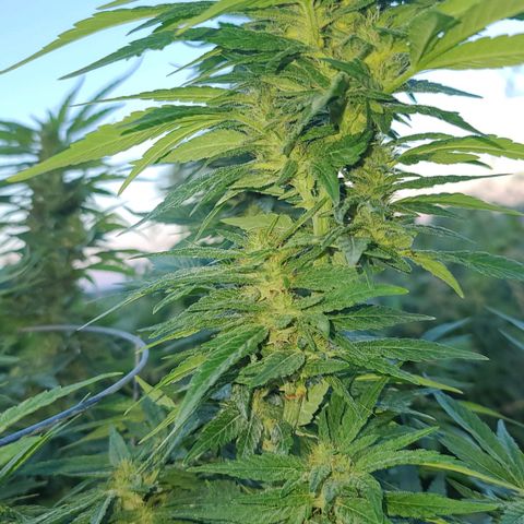 Gorilla Glue growlog photo: Last pictures before bringing inside