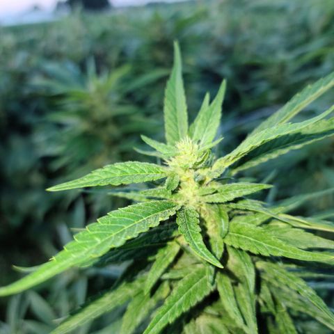 Gorilla Glue growlog photo: Last pictures before bringing inside