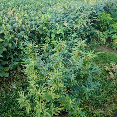 Gorilla Glue growlog photo: Last pictures before bringing inside