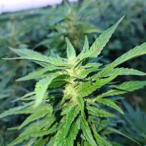 Gorilla Glue growlog photo: Last pictures before bringing inside
