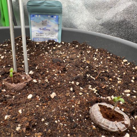G~Runtz #1 growlog photo: 2 von 3 