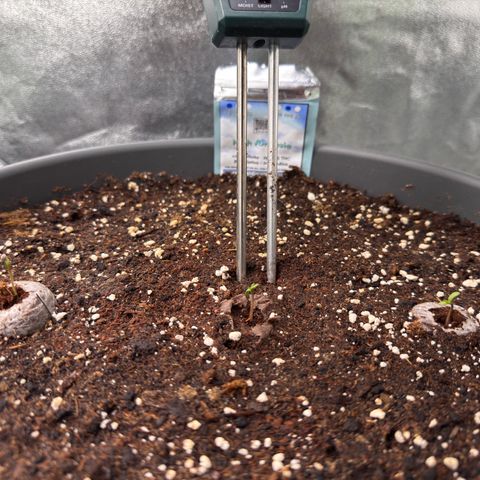 High Amnesia #1 growlog photo: 3 von 3 