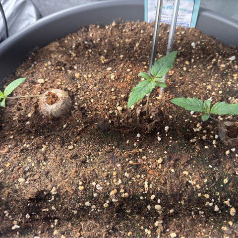 High Amnesia #1 growlog timeline photo