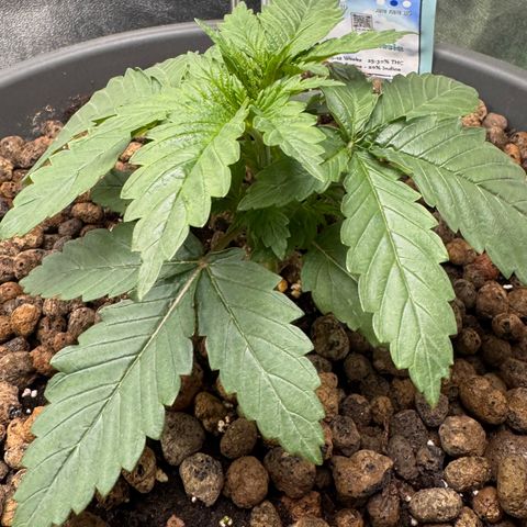 High Amnesia #1 growlog timeline photo