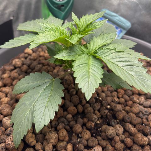 G~Runtz #1 growlog timeline photo