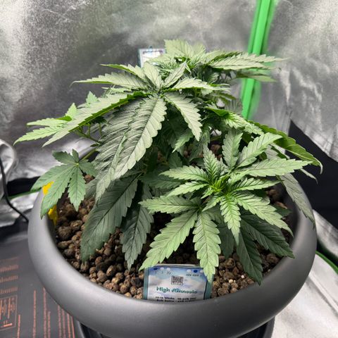 High Amnesia #1 growlog timeline photo