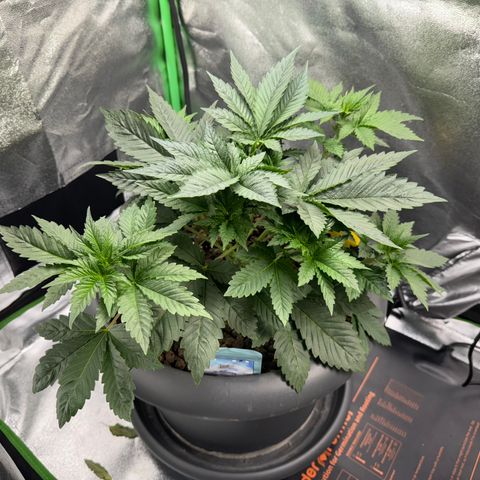 G~Runtz #1 growlog timeline photo