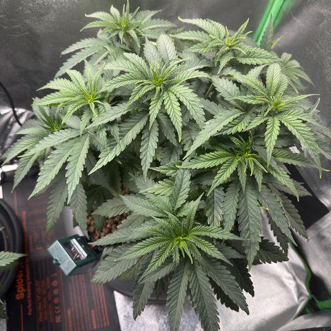 High Amnesia #1 growlog timeline photo