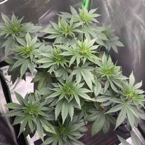 G~Runtz #1 growlog timeline photo