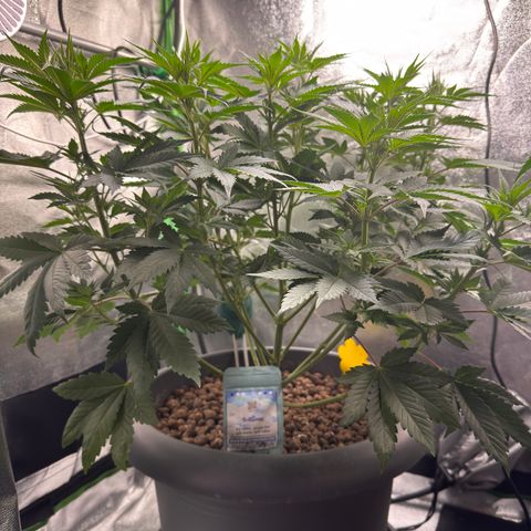 G~Runtz #1 growlog timeline photo