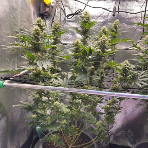 G~Runtz #1 growlog timeline photo