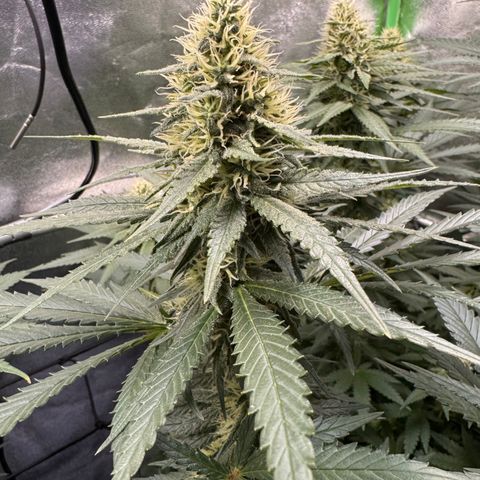 High Amnesia #1 growlog timeline photo