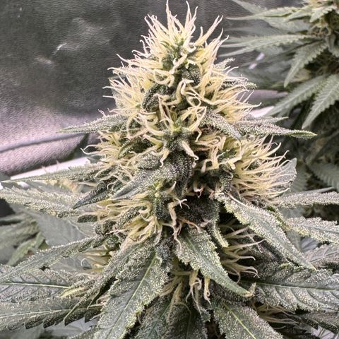 High Amnesia #1 growlog timeline photo