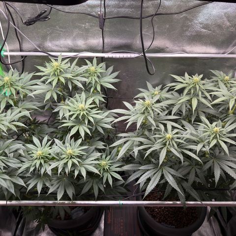 G~Runtz #1 growlog timeline photo