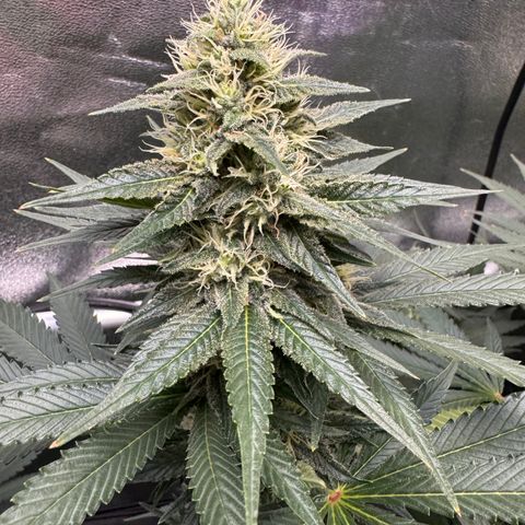 G~Runtz #1 growlog timeline photo