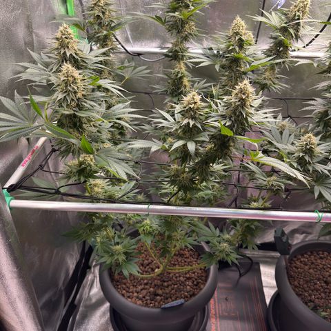 G~Runtz #1 growlog timeline photo