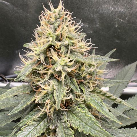 High Amnesia #1 growlog timeline photo