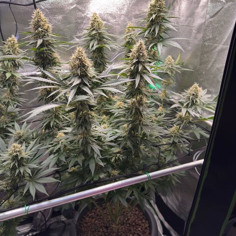 High Amnesia #1 growlog timeline photo