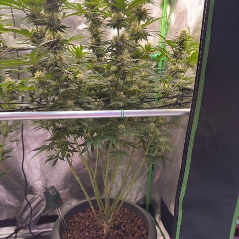 High Amnesia #1 growlog timeline photo