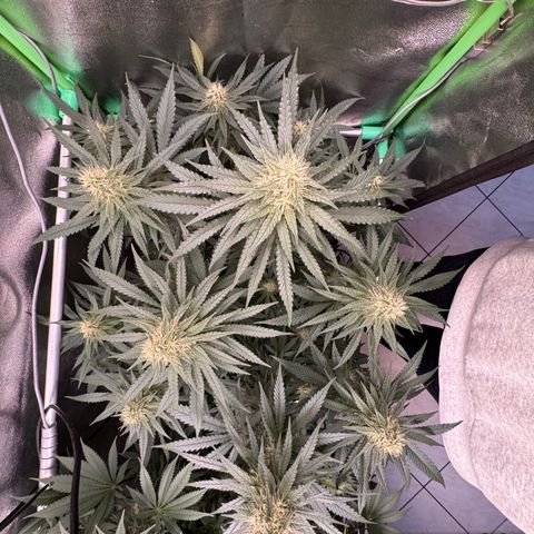 High Amnesia #1 growlog timeline photo