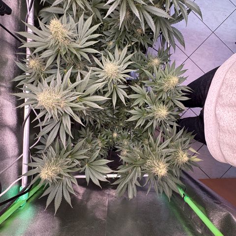 G~Runtz #1 growlog timeline photo