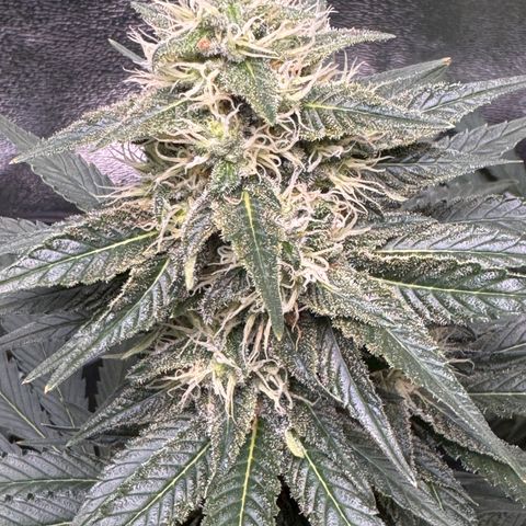 G~Runtz #1 growlog timeline photo