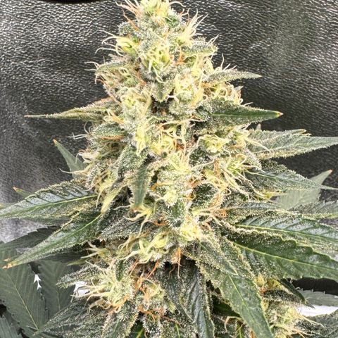 G~Runtz #1 growlog timeline photo