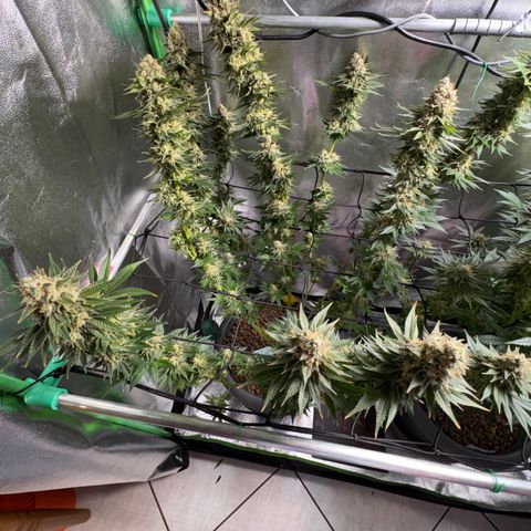 G~Runtz #1 growlog photo: Der Tag X war gekommen 