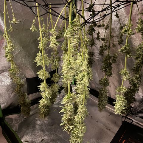 G~Runtz #1 growlog photo: Der Tag X war gekommen 