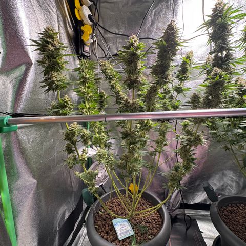 G~Runtz #1 growlog photo: Der Tag X war gekommen 