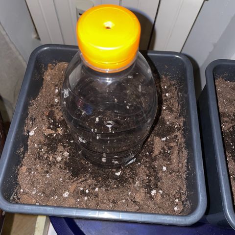 #1 Apple Fritter Auto  growlog photo: Pongo una botella cortada a la mitad con agujeros para mantener la humedad y la temperatura. 