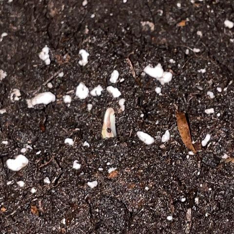 #1 Apple Fritter Auto  growlog photo: Ha conseguido emerger de la tierra, comenzando su etapa de plantula 
