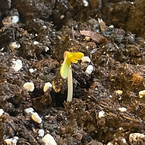 #1 Apple Fritter Auto  growlog photo: 9:10 AM 
Parece estable y sana. Crece rápido sin complicaciones. 