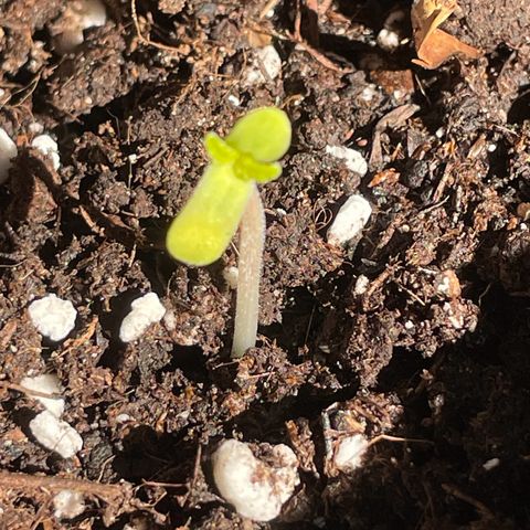 #1 Apple Fritter Auto  growlog photo: 12:35 PM 

15-30 minutos de luz directa. 
Después sol indirecto y dentro de la botella para mantener la humedad y la temperatura. Ya se aprecian mejor los cotiledones. 