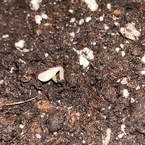 #2 Apple Fritter Auto  growlog photo: 2:31 AM 
Consigue emerger de la tierra a buen ritmo comenzando su etapa de plantula 