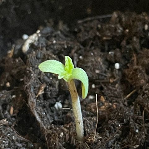 #2 Apple Fritter Auto  growlog photo: 16:35 PM

A simple vista parece estar sana y crece sin complicaciones. 