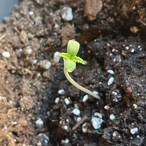 #1 Apple Fritter Auto  growlog photo: Crecimiento constante. De momento no recibe luz directa más de 1 hora ya que no han crecido las primeras hojas. 