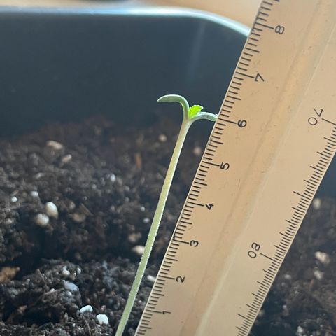 #1 Apple Fritter Auto  growlog timeline photo