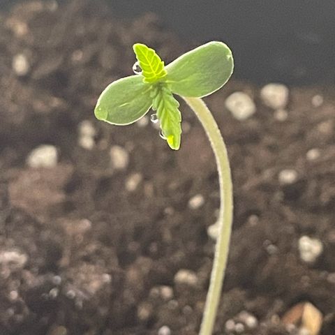 #1 Apple Fritter Auto  growlog photo: Crece a buen ritmo. Se empiezan a agrandar las hojas. Esperamos a regarla mañana ya que sigue húmedo el sustrato. 