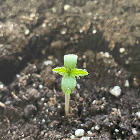 #2 Apple Fritter Auto  growlog photo: 15:29 PM 

Los cotiledones siguen ensanchándose a la par que las primeras hojas. 