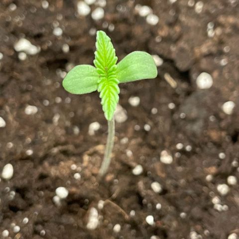 #1 Apple Fritter Auto  growlog timeline photo